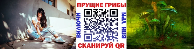 купить закладку  Шуя  OMG tor  Псилоцибиновые грибы Psilocybine cubensis 